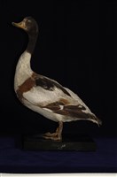 藏品(花鳧)的圖片